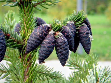 大樹象徵|黑雲杉 / Black Spruce